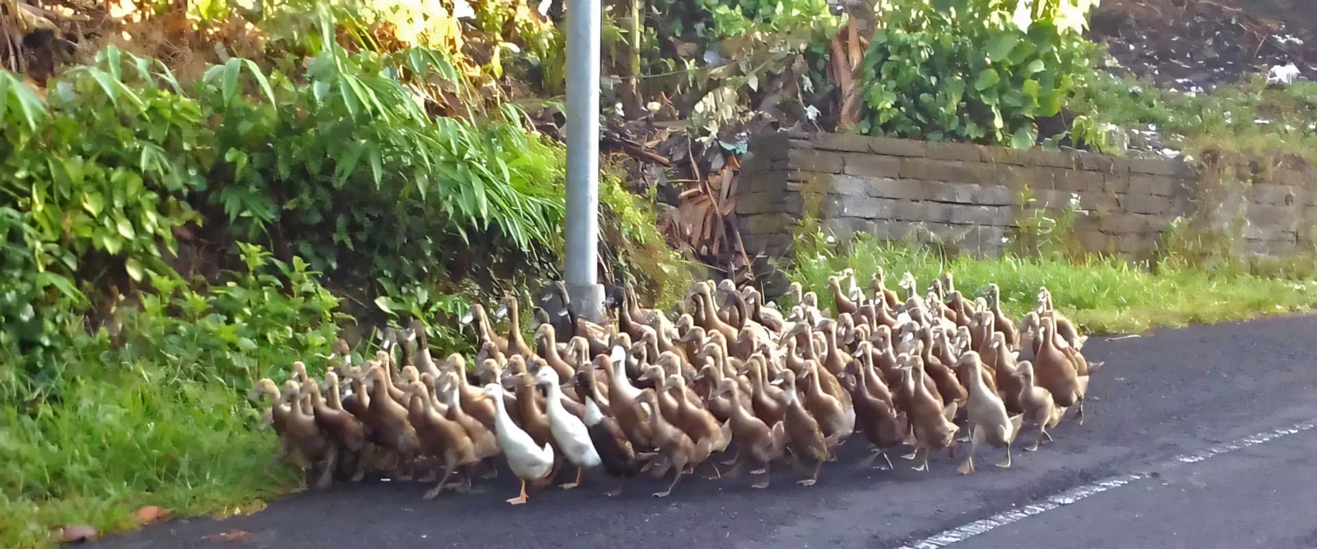 balinese duck